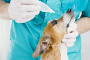 Veterinary technician putting eye drops in a dog's eye
