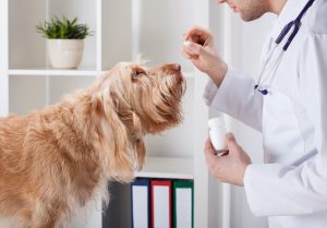 Veterinarian giving a dog a pill