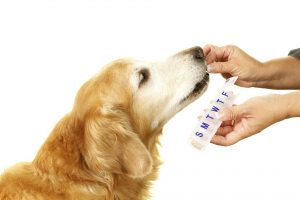 Person giving a dog a pill from a daily pill planner