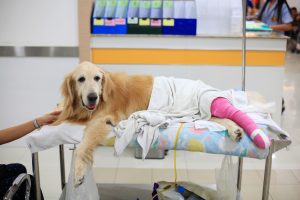 Dog with a cast on its leg after a surgical procedure