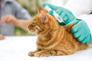 Cat getting a shot at the vet